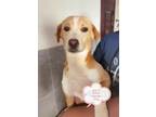 Adopt Gan YI a Tan/Yellow/Fawn - with White Labrador Retriever / Beagle dog in
