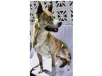 Adopt Hercules a Brindle Husky / Mixed dog in Inglewood, CA (32179436)