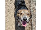 Adopt Chester a Brindle Australian Shepherd / Mixed dog in Show Low