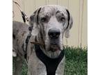 Adopt Ford a Gray/Blue/Silver/Salt & Pepper Great Dane / Mixed dog in Savannah