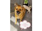 Adopt Lao Er a Red/Golden/Orange/Chestnut Beagle / Pug dog in Los Angeles