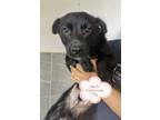 Adopt Wei Er a Black Labrador Retriever dog in Los Angeles, CA (32793843)