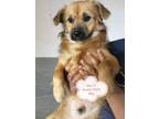 Adopt Wei Yi a Tan/Yellow/Fawn - with Black Border Terrier / Collie dog in Los
