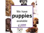 Adopt Puppies Available a Black Mixed Breed (Medium) / Mixed dog in Tucson