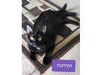 Adopt Pepper a All Black Domestic Shorthair (short coat) cat in Santa Ana