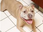 Adopt Priscilla a Tan/Yellow/Fawn - with White American Staffordshire Terrier /