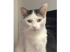 Adopt Sprinkles a White Domestic Shorthair / Domestic Shorthair / Mixed cat in