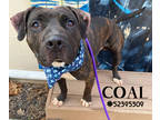 Adopt Coal-Stray a Brown/Chocolate American Pit Bull Terrier / Mixed dog in