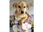 Adopt Wei Wa a Tan/Yellow/Fawn Labrador Retriever dog in Los Angeles