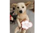 Adopt San Yuan a White Labrador Retriever / Jindo dog in Los Angeles