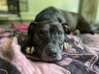 Adopt Sheba a Black American Staffordshire Terrier / Mixed dog in Indianapolis
