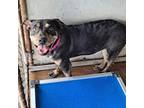 Adopt Alva a Brown/Chocolate Pit Bull Terrier / Mixed dog in Edinburg