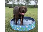 Adopt Nirma a Brown/Chocolate Labrador Retriever / Mixed dog in Edinburg