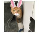 Adopt Simba a Orange or Red Domestic Shorthair (short coat) cat in Palm Beach
