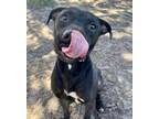 Adopt ALKE a Black Mixed Breed (Medium) / Mixed dog in Fernandina Beach