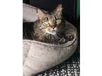 Adopt Skip a Tiger Striped Maine Coon (medium coat) cat in Chicago