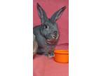 Adopt Wilkins a Grey/Silver Chinchilla, American / Mixed (short coat) rabbit in