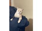 Adopt Bo (m) a Orange or Red Tabby Domestic Shorthair (short coat) cat in Fresh