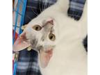Adopt Purrcy a White (Mostly) Domestic Shorthair (short coat) cat in Port