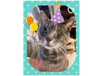 Adopt Baloo a Gray or Blue Domestic Shorthair (short coat) cat in Claymont