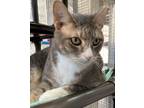 Adopt Marvin a Gray, Blue or Silver Tabby Domestic Shorthair (short coat) cat in