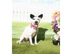 Adopt Billie a White - with Black Labrador Retriever / Mixed dog in Castro