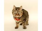 Adopt CLAUDIA a Brown Tabby Domestic Shorthair (short coat) cat in Wyandotte