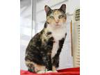 Adopt Frannie a Calico or Dilute Calico Domestic Shorthair (short coat) cat in