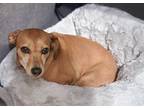Adopt Abilene a Tan/Yellow/Fawn - with White Feist / Beagle / Mixed dog in