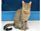 Adopt Jeepers a Orange or Red Tabby Domestic Shorthair (short coat) cat in
