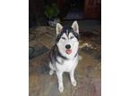 Adopt Parker a Black - with White Siberian Husky / Mixed dog in La Mesa
