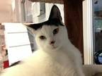 Adopt Boris a Black & White or Tuxedo Domestic Shorthair (short coat) cat in