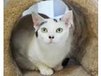 Adopt Fran Swan a Gray or Blue Domestic Shorthair (short coat) cat in