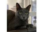Adopt Joanie a Gray, Blue or Silver Tabby Domestic Shorthair (short coat) cat in