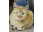 Adopt Homer a Orange or Red Tabby Domestic Shorthair (short coat) cat in