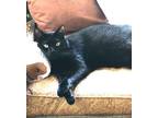 Adopt Carla a All Black Domestic Shorthair (short coat) cat in Orange