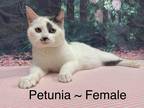 Adopt Petunia a White (Mostly) Domestic Shorthair (short coat) cat in Fairmont
