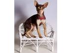 Adopt Mini a Brown/Chocolate - with Tan Miniature Pinscher / Mixed dog in