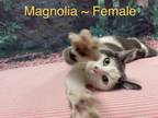 Adopt Magnolia a Gray or Blue (Mostly) Domestic Shorthair (short coat) cat in