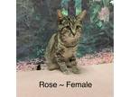Adopt Rose a Brown Tabby Domestic Shorthair (short coat) cat in Fairmont