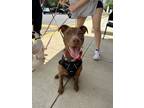 Adopt Dakota a Brown/Chocolate Pit Bull Terrier / Mixed Breed (Medium) / Mixed
