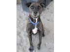 Adopt Naboo a Brindle Mixed Breed (Large) / Mixed dog in Inverness