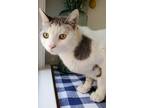 Adopt Aquario a White (Mostly) Turkish Van (short coat) cat in Sherman Oaks