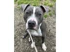 Adopt Denver a Gray/Blue/Silver/Salt & Pepper American Pit Bull Terrier / Mixed