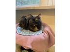 Adopt Matilda a Domestic Longhair / Mixed (short coat) cat in Bourbonnais