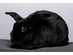 Adopt Rowena a Mini Rex / Mixed (short coat) rabbit in Pflugerville