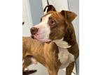 Adopt Wrigley a American Staffordshire Terrier / Mixed dog in Hartford City