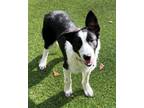 Adopt Como a Border Collie