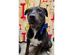 Adopt Blue a Mixed Breed (Medium) / Mixed dog in Jonesboro, AR (37750219)