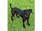 Adopt Warren a Labrador Retriever dog in Atlanta, GA (37750851)